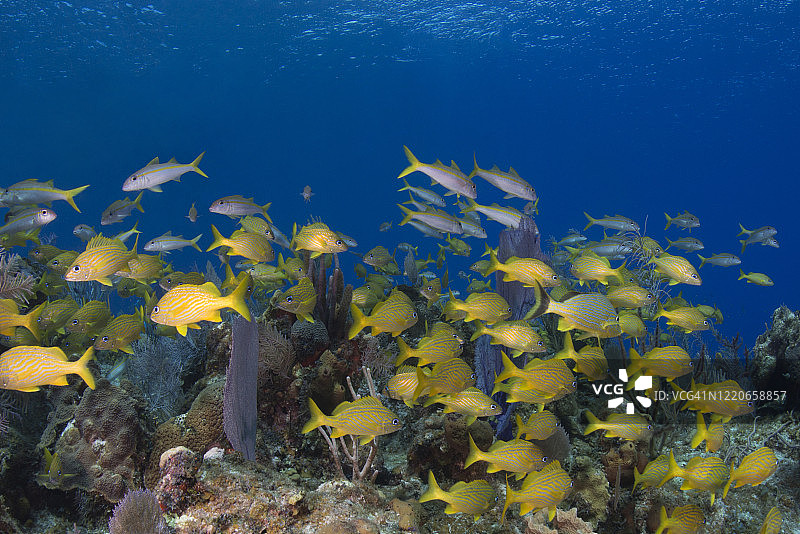加勒比海海洋生物与法国猪鱼图片素材