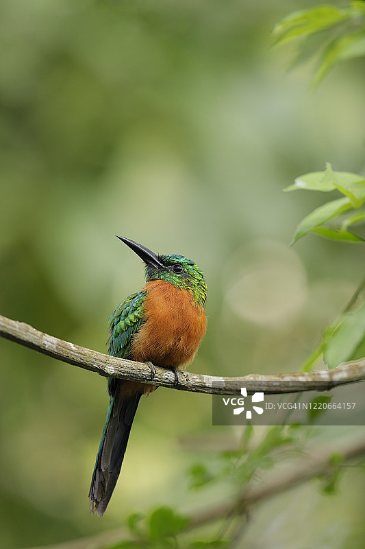 大绿鴗图片素材