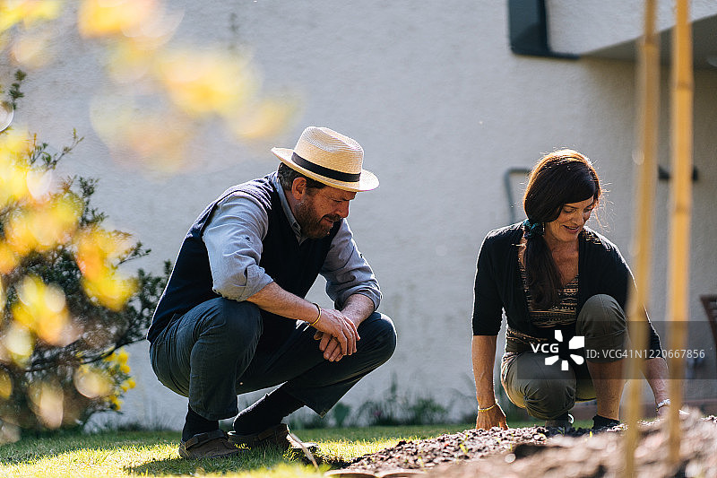 一对中年夫妇在阳光下浇灌他们的菜园图片素材