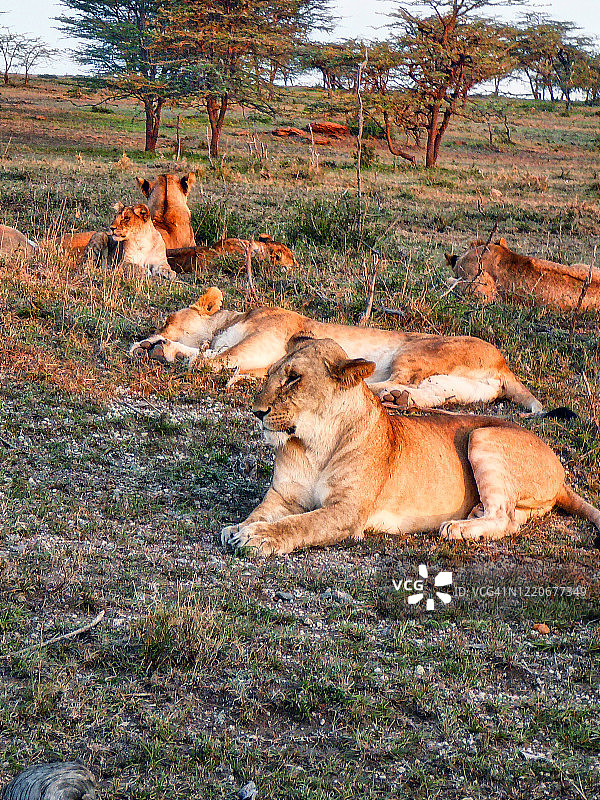 非洲狮群图片素材