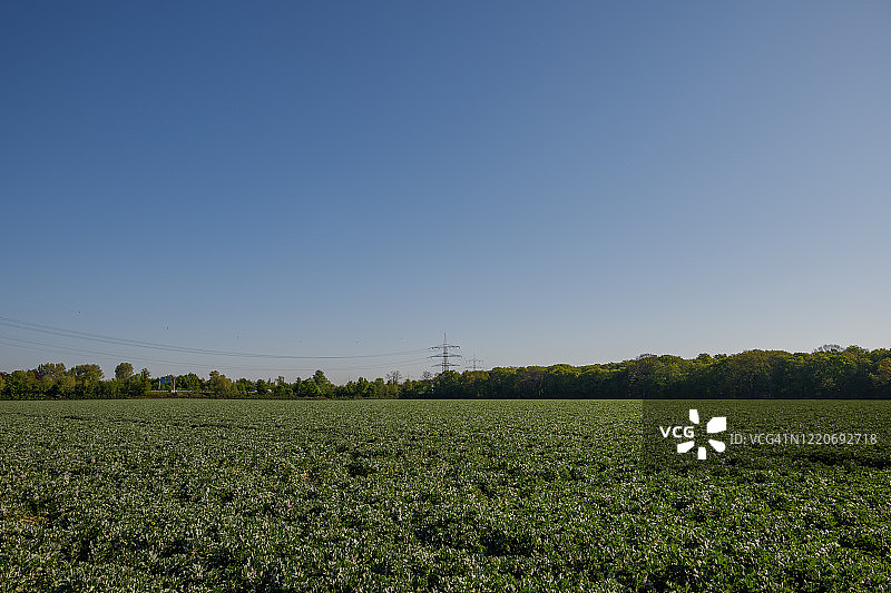德国杜塞尔多夫郊区农场晨景：雾与电线杆图片素材