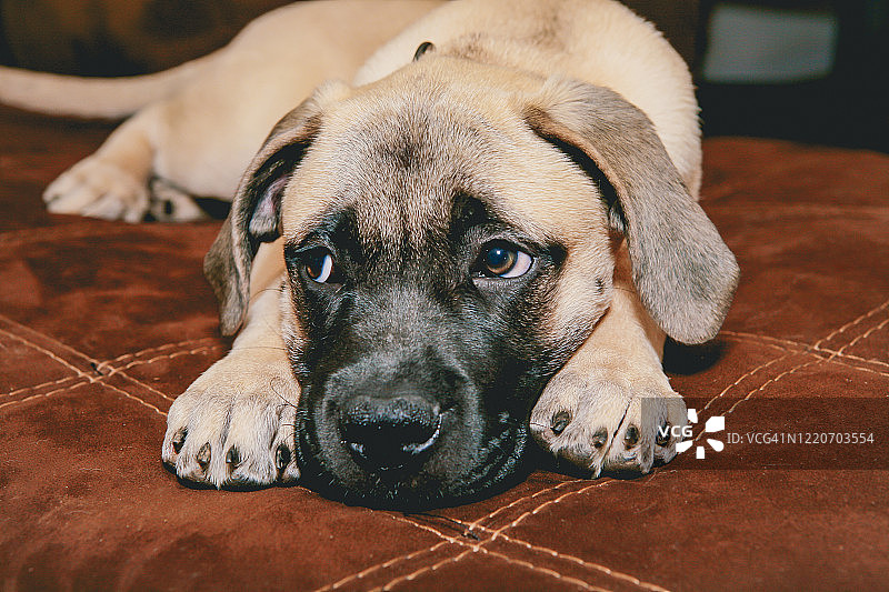 悲伤的小狗躺下，小狗的眼神，牛獒犬幼犬图片素材