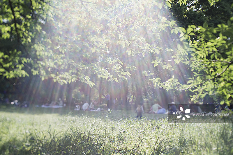 逆光下的绿色公园图片素材