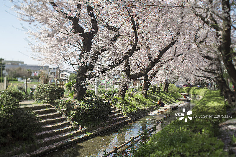 运河边的一排樱花树图片素材