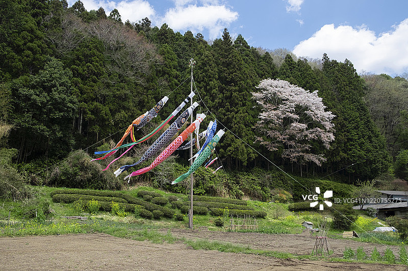 鲤鱼旗飘扬的里山图片素材
