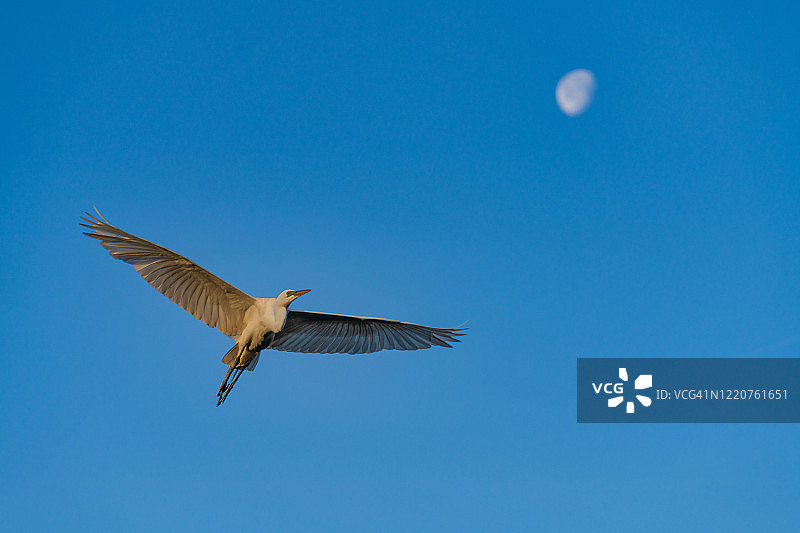 白鹭与月亮图片素材