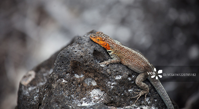 熔岩蜥蜴图片素材
