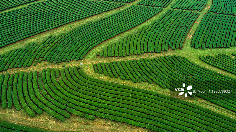 鸟瞰绿茶农场图片素材