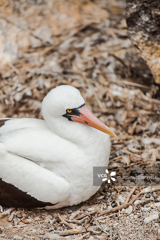 纳斯卡鲣鸟图片素材