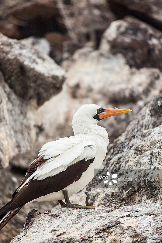 纳斯卡鲣鸟图片素材