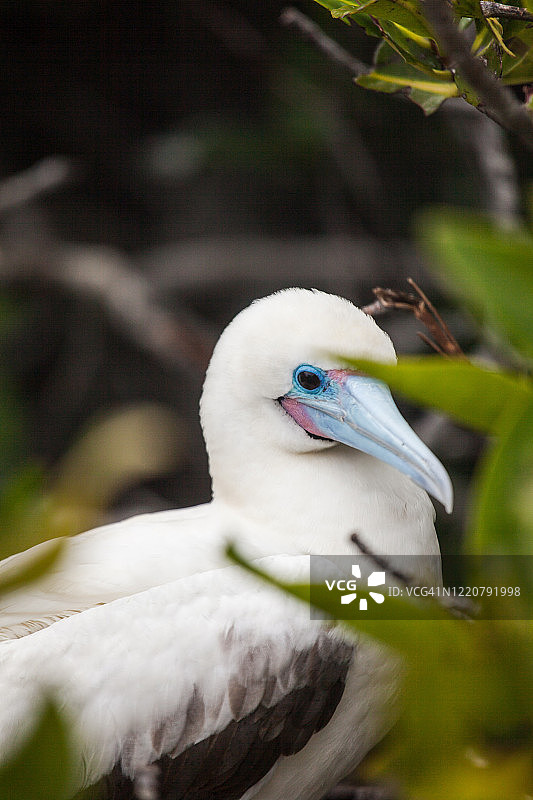 红脚鲣鸟图片素材