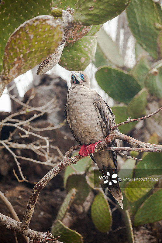 幼年红脚鲣鸟图片素材