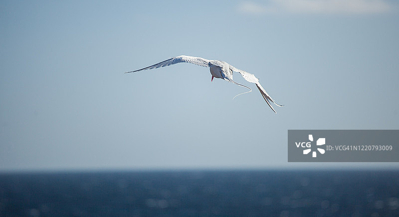 红嘴热带鸟图片素材