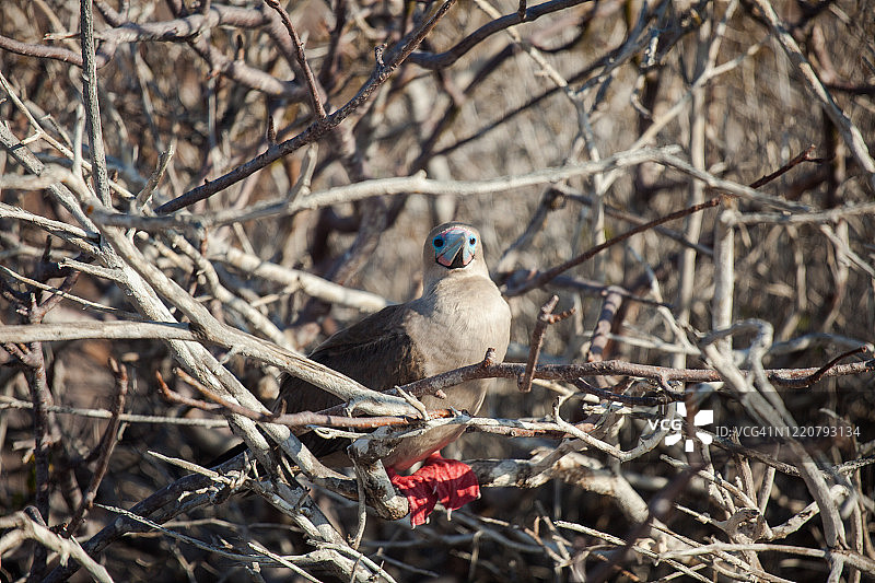 幼年红脚鲣鸟图片素材