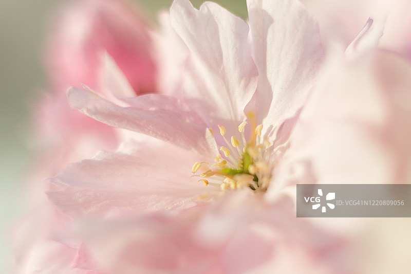 粉色春季花朵图片素材