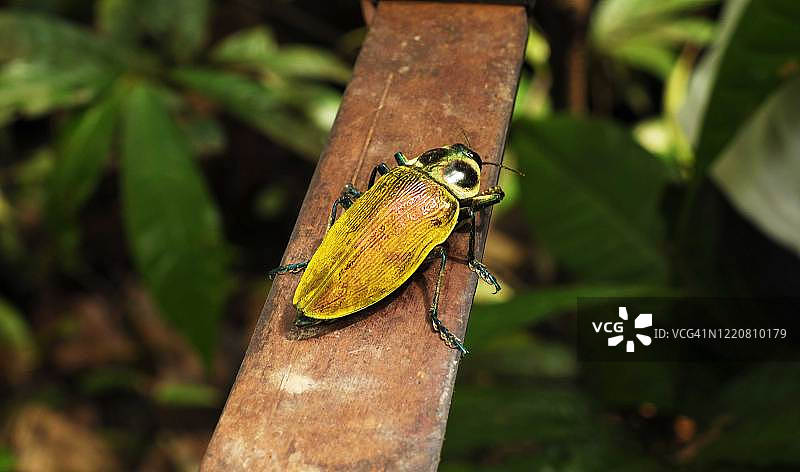 秘鲁亚马逊地区的彩色昆虫图片素材