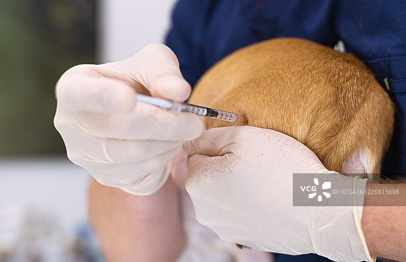 诊所里的兽医和宠物狗图片素材