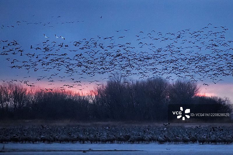 三只美洲鹤鹤立鸡群于一大群迁徙的沙丘鹤中图片素材
