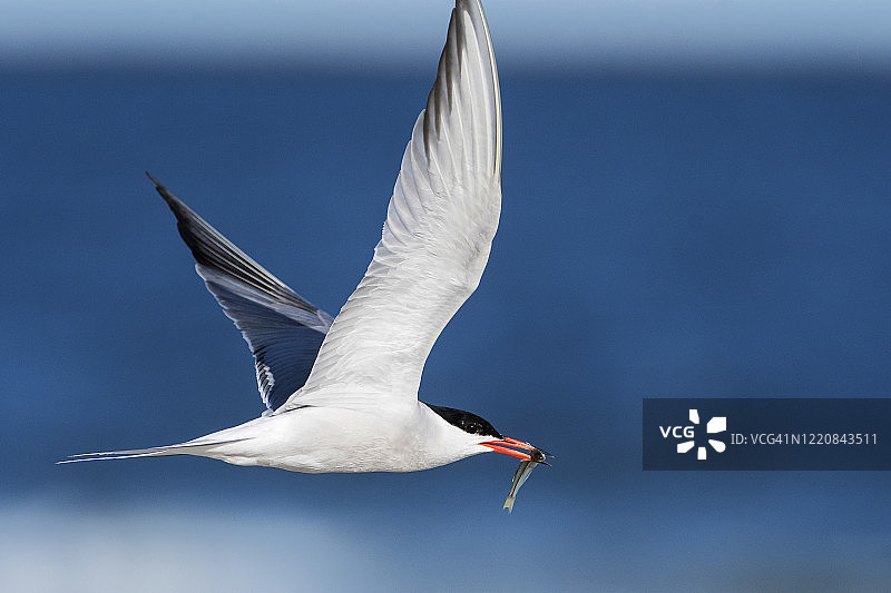 夏季飞行的普通燕鸥图片素材