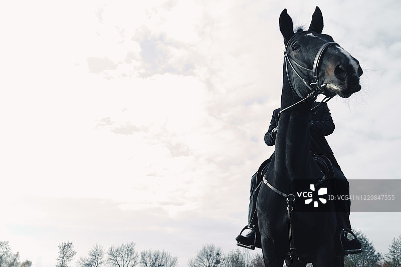骑手骑上他的全黑马图片素材
