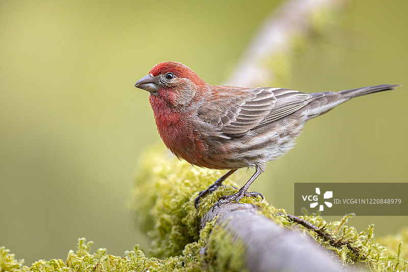 紫红雀（雄性）图片素材