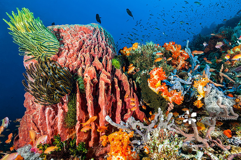 科莫多国家公园的彩色珊瑚礁天堂，印度尼西亚图片素材