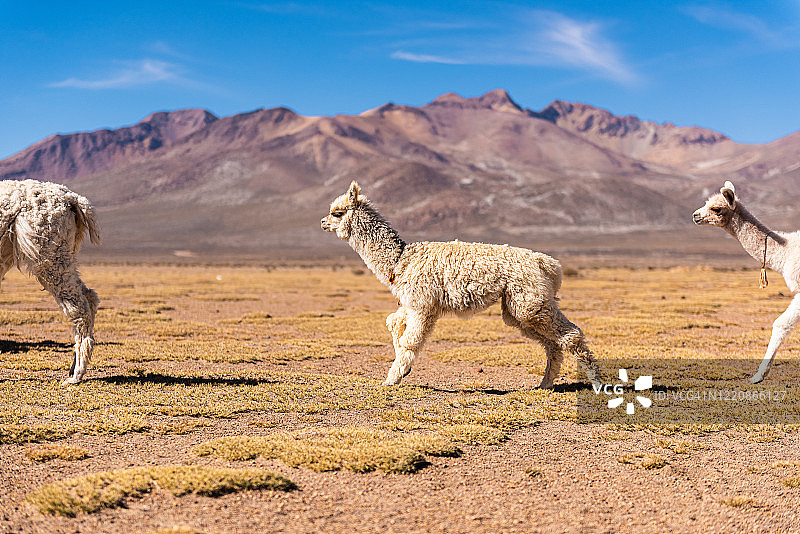 秘鲁的美洲驼和羊驼图片素材