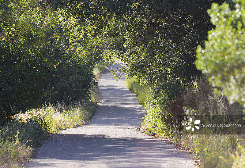 穿过树林的小径图片素材