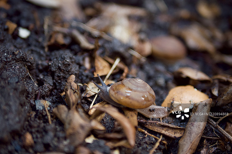 在腐殖质上爬行的陆地蜗牛图片素材
