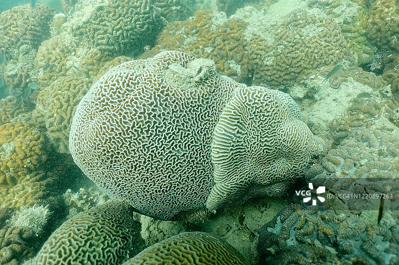 热带珊瑚礁中的脑珊瑚，蜂巢珊瑚属图片素材