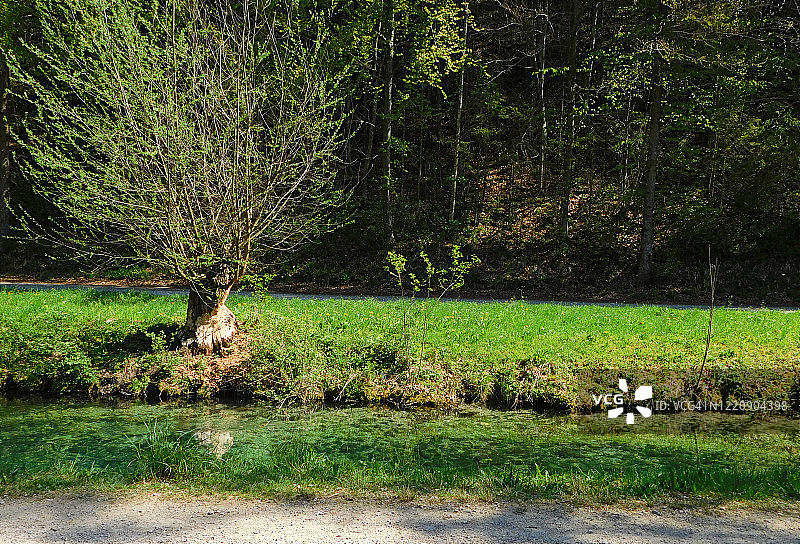树木上的海狸咬痕图片素材