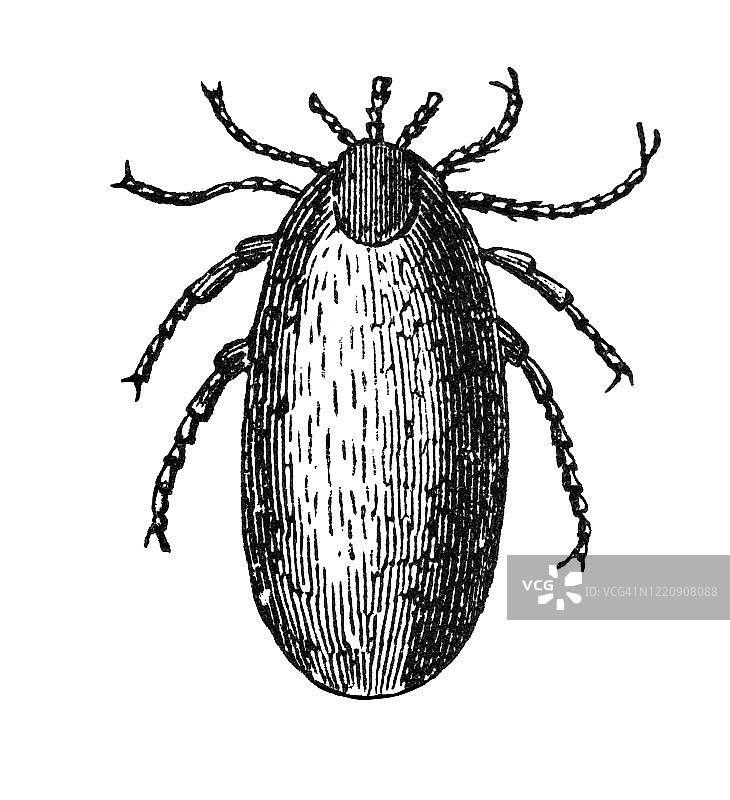 刺猬蜱——甲壳纲动物和蛛形纲动物古老版画图片素材