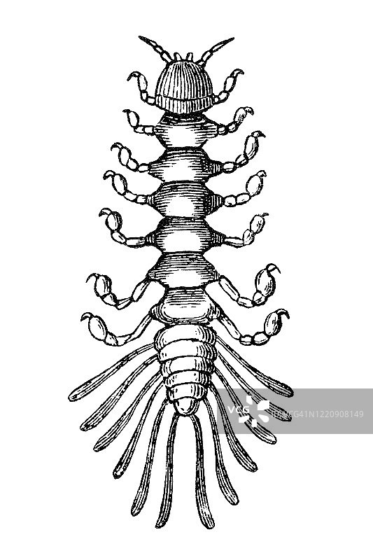 胸脊鲺古老版画插图图片素材