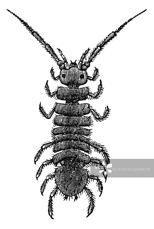1894年出版的古老雕刻插图：甲壳纲动物和蛛形纲动物的等足目动物图片素材