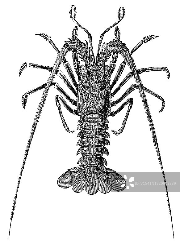多刺龙虾古老雕刻插图图片素材