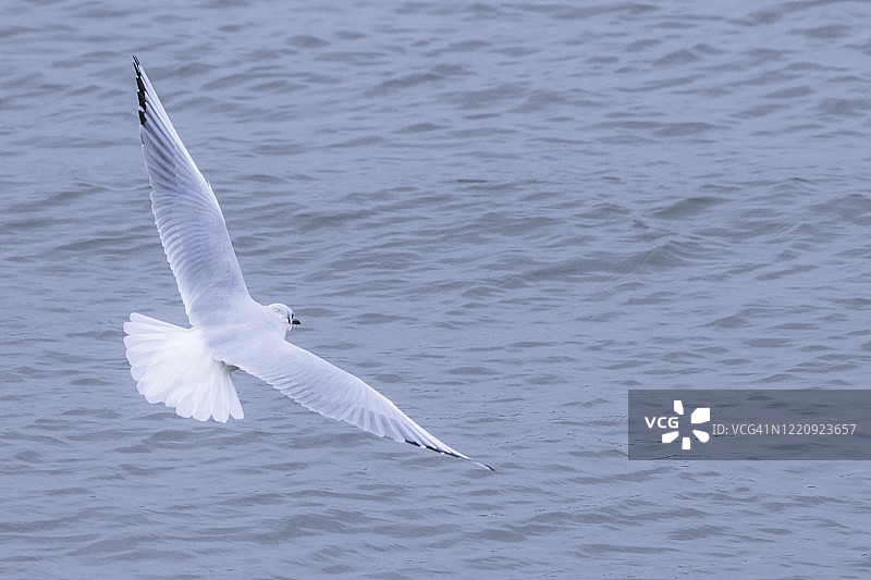 飞翔在海上的银鸥图片素材