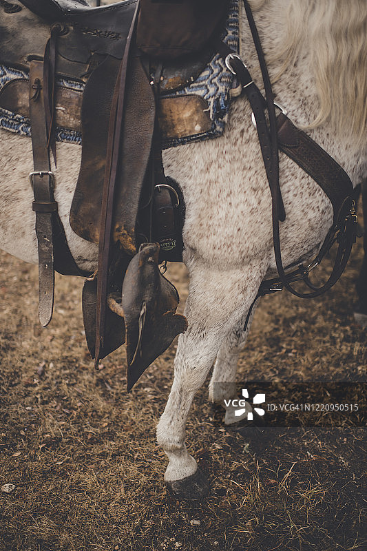 准备骑行的牛仔马图片素材