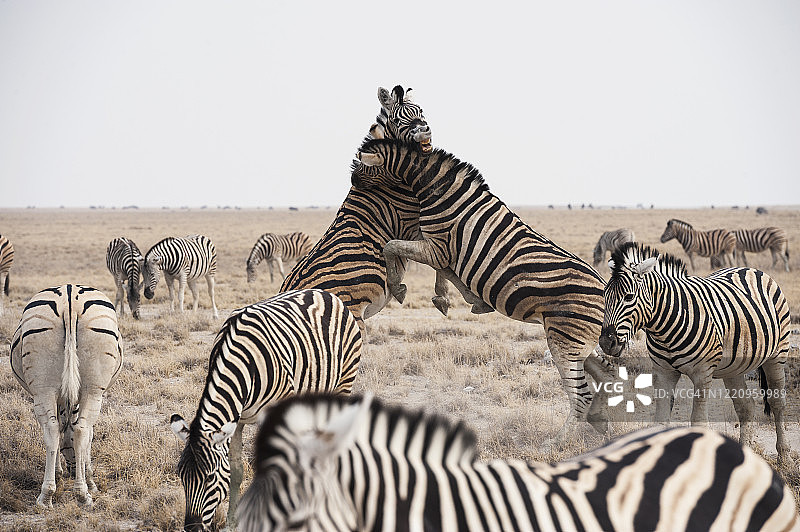 纳米比亚埃托沙国家公园，正在打斗的斑马图片素材