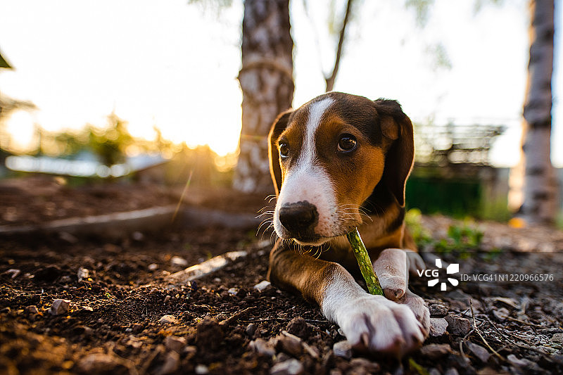 混种犬吃零食图片素材