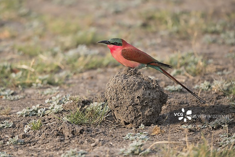 地面上的朱红蜂虎图片素材