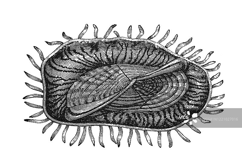 帆水母的各种视图 - 原生动物和腔肠动物古老雕刻插图图片素材