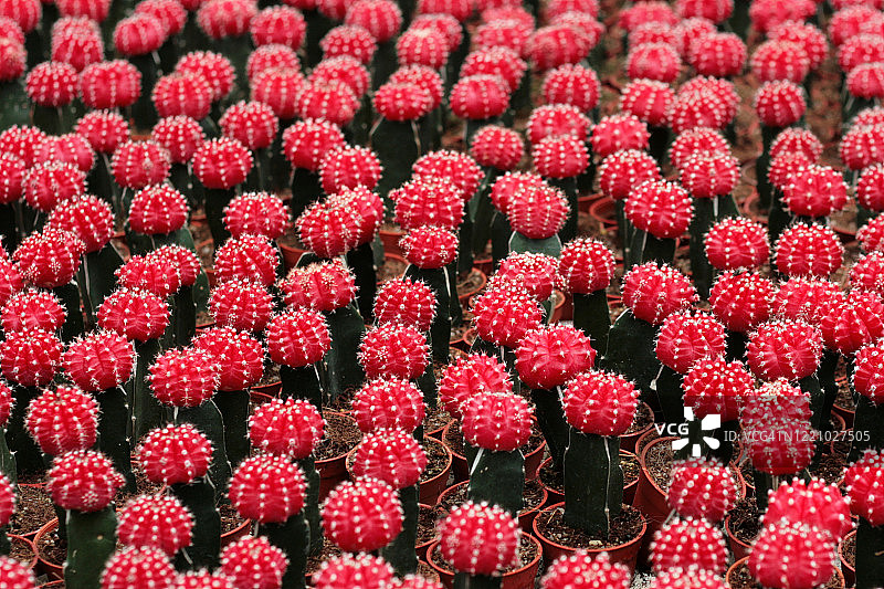 月世界绯牡丹仙人掌图片素材