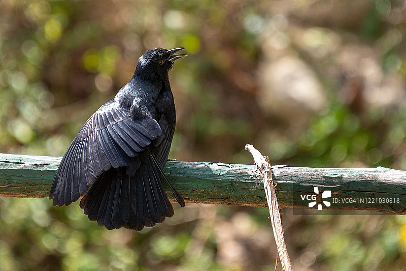栖息的黑乌鸦，古巴图片素材