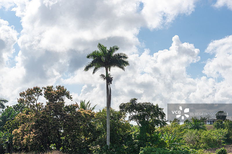 古巴象征：王棕树图片素材