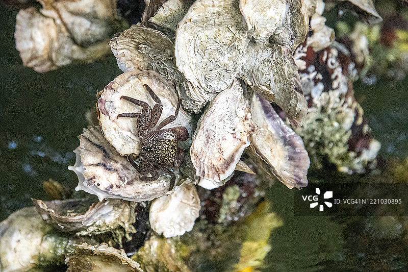 古巴新鲜牡蛎上的小螃蟹图片素材