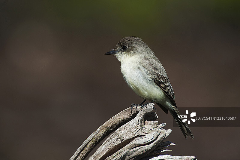 东方企鹅栖息在断木上图片素材