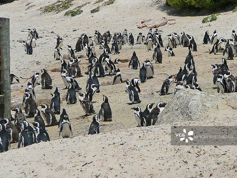 非洲黑脚企鹅图片素材