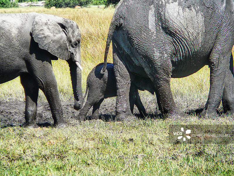 博茨瓦纳奥卡万戈三角洲的大象图片素材