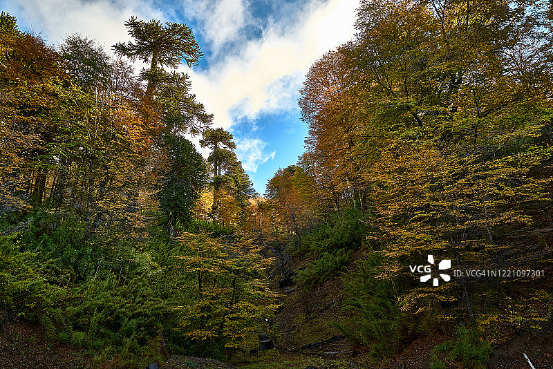 秋季森林中的小峡谷——马拉尔卡韦略-纳尔卡斯国家公园图片素材