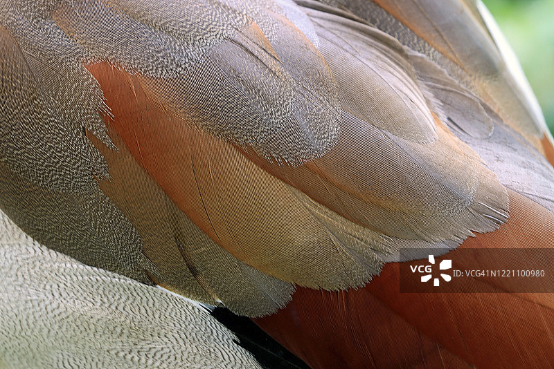 埃及鹅翅膀羽毛特写图片素材